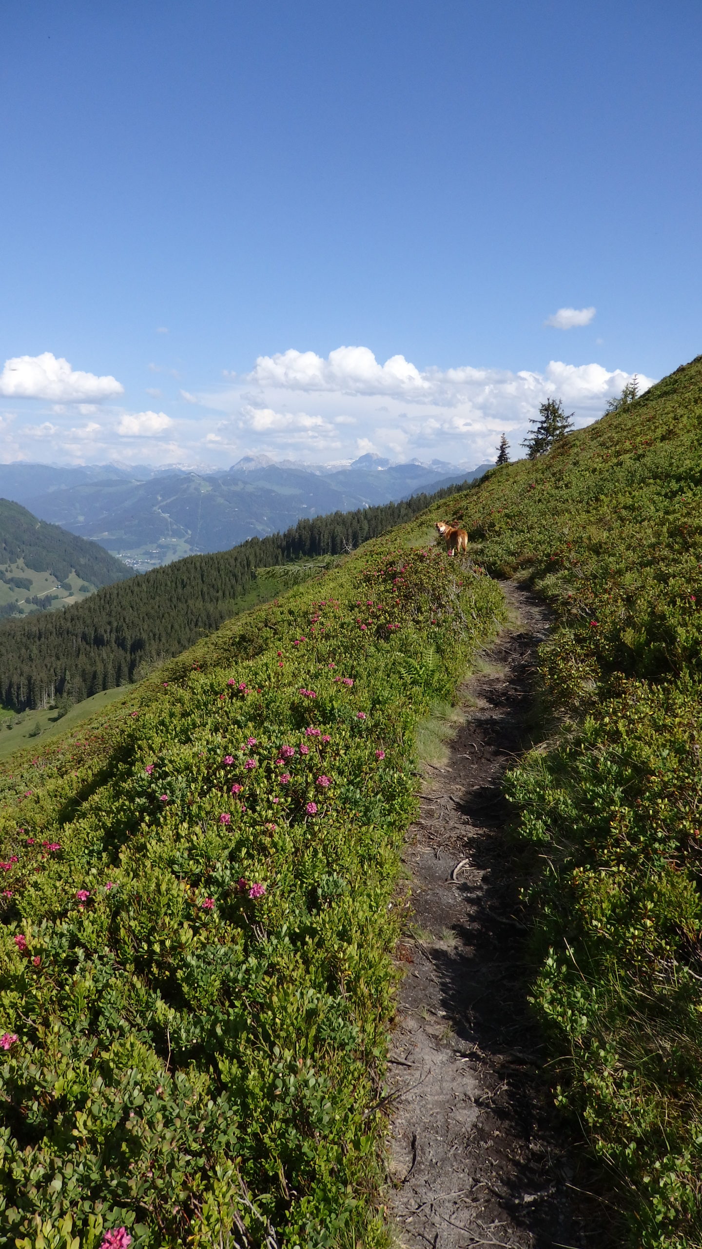 Etappe 1 Salzburger Almenweg Wandern mit Hund Hüttentour