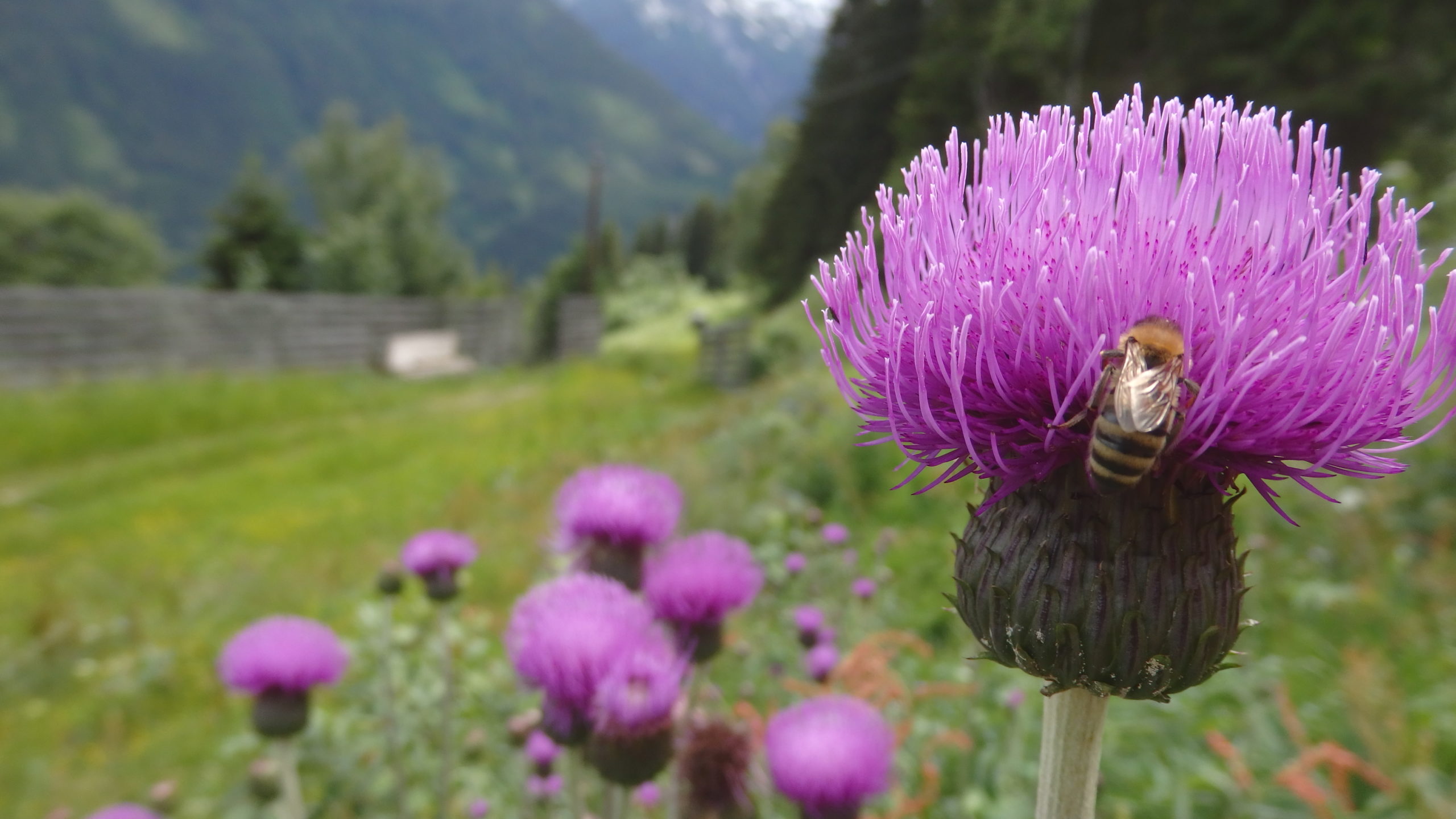 Etappe 6 Salzburger Almenweg Wandern mit Hund Hüttentour