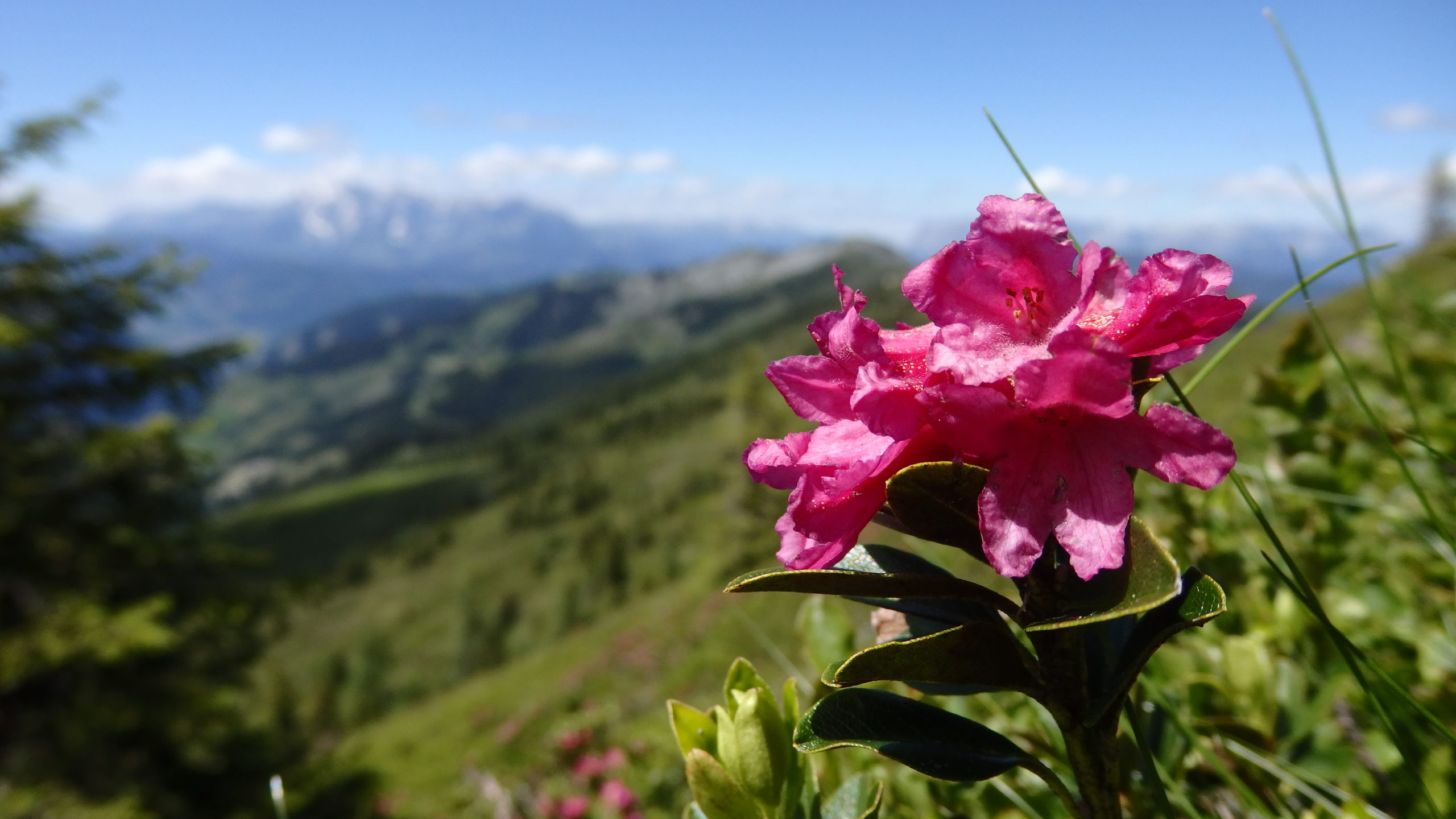 Etappe 9 Salzburger Almenweg Wandern mit Hund Hüttentour