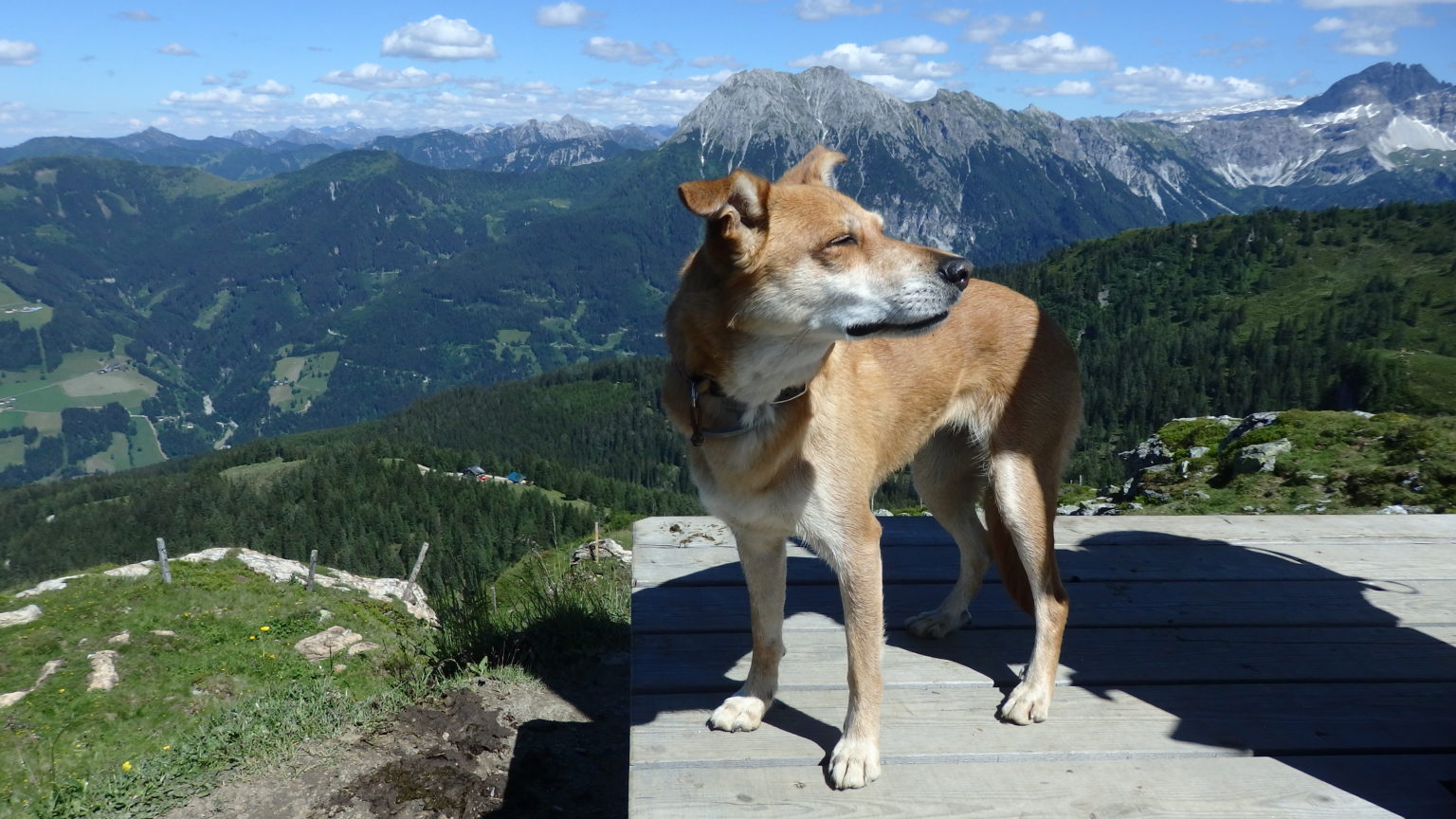 Etappe 9 Salzburger Almenweg Wandern mit Hund Hüttentour