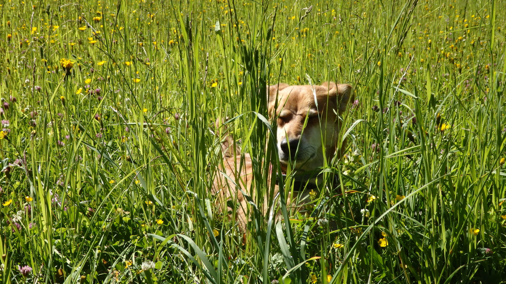 Etappe 11 Salzburger Almenweg Wandern mit Hund Hüttentour